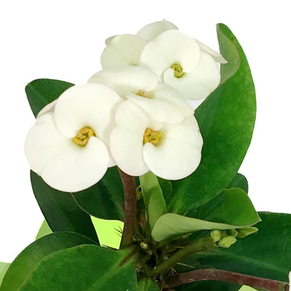 Euphorbia, 4in, Maxi Aphrodite w/ Easter Pick