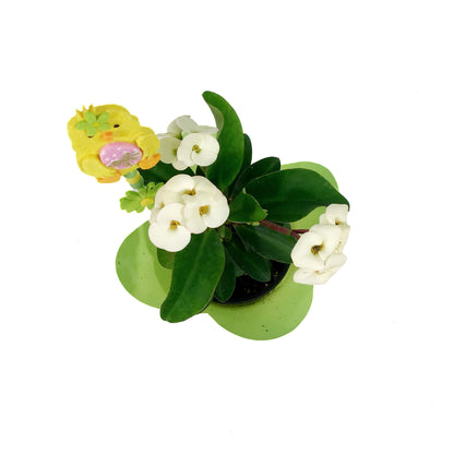 Euphorbia, 4in, Maxi Aphrodite w/ Easter Pick