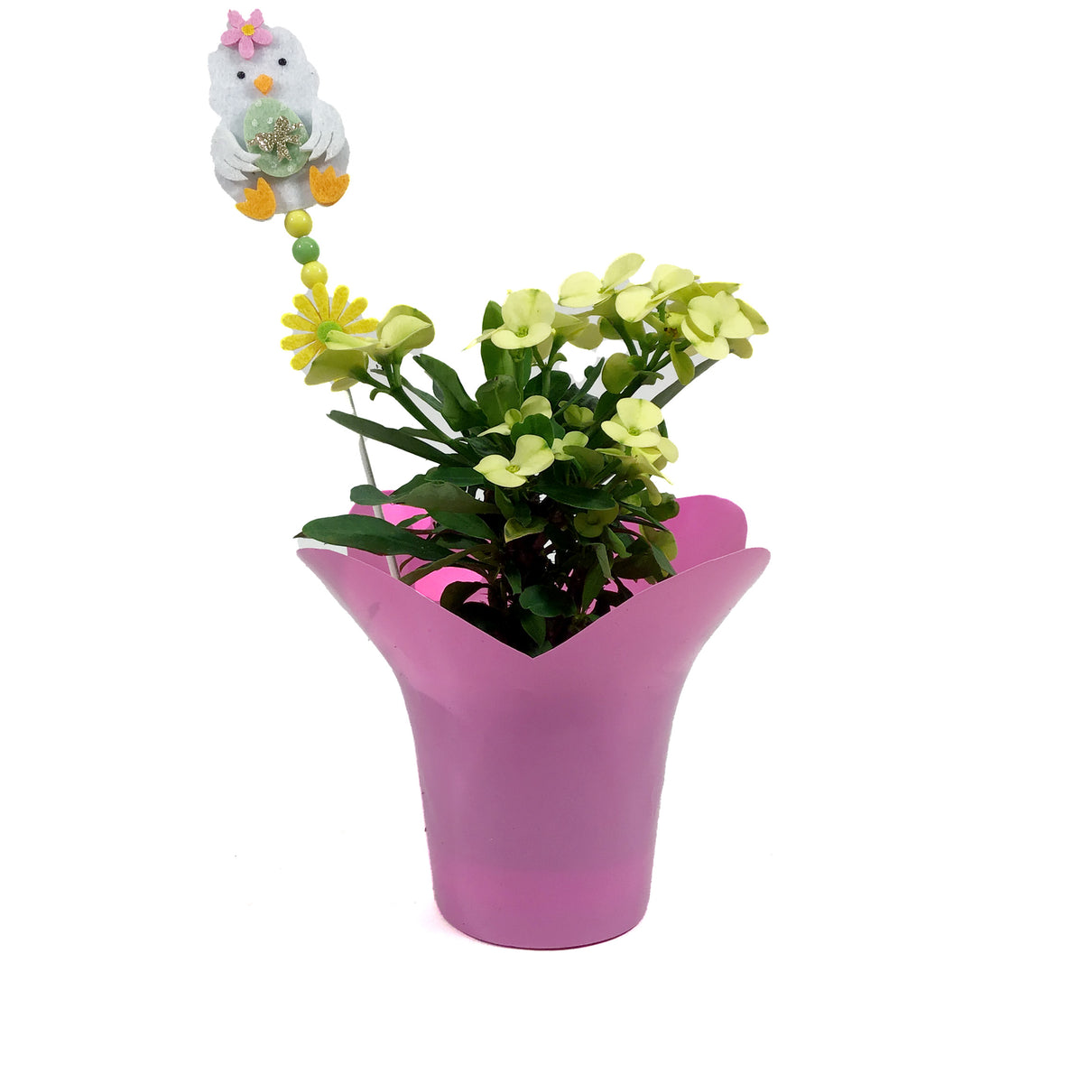 Euphorbia, 4in, Maxi Helios w/ Easter Pick