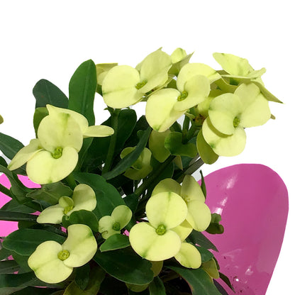 Euphorbia, 4in, Maxi Helios w/ Easter Pick