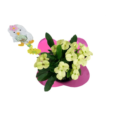 Euphorbia, 4in, Maxi Helios w/ Easter Pick