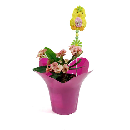 Euphorbia, 4in, Maxi Zephyr w/ Easter Pick