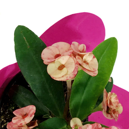 Euphorbia, 4in, Maxi Zephyr w/ Easter Pick
