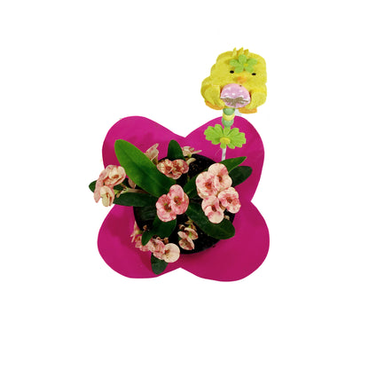 Euphorbia, 4in, Maxi Zephyr w/ Easter Pick