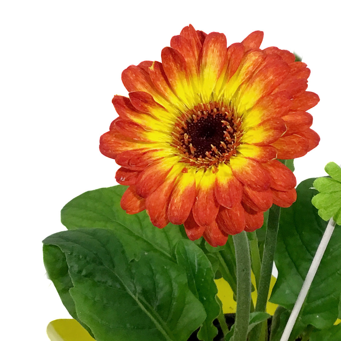 Gerbera, 4in, Bicolor Orange & Yellow, Easter Pick