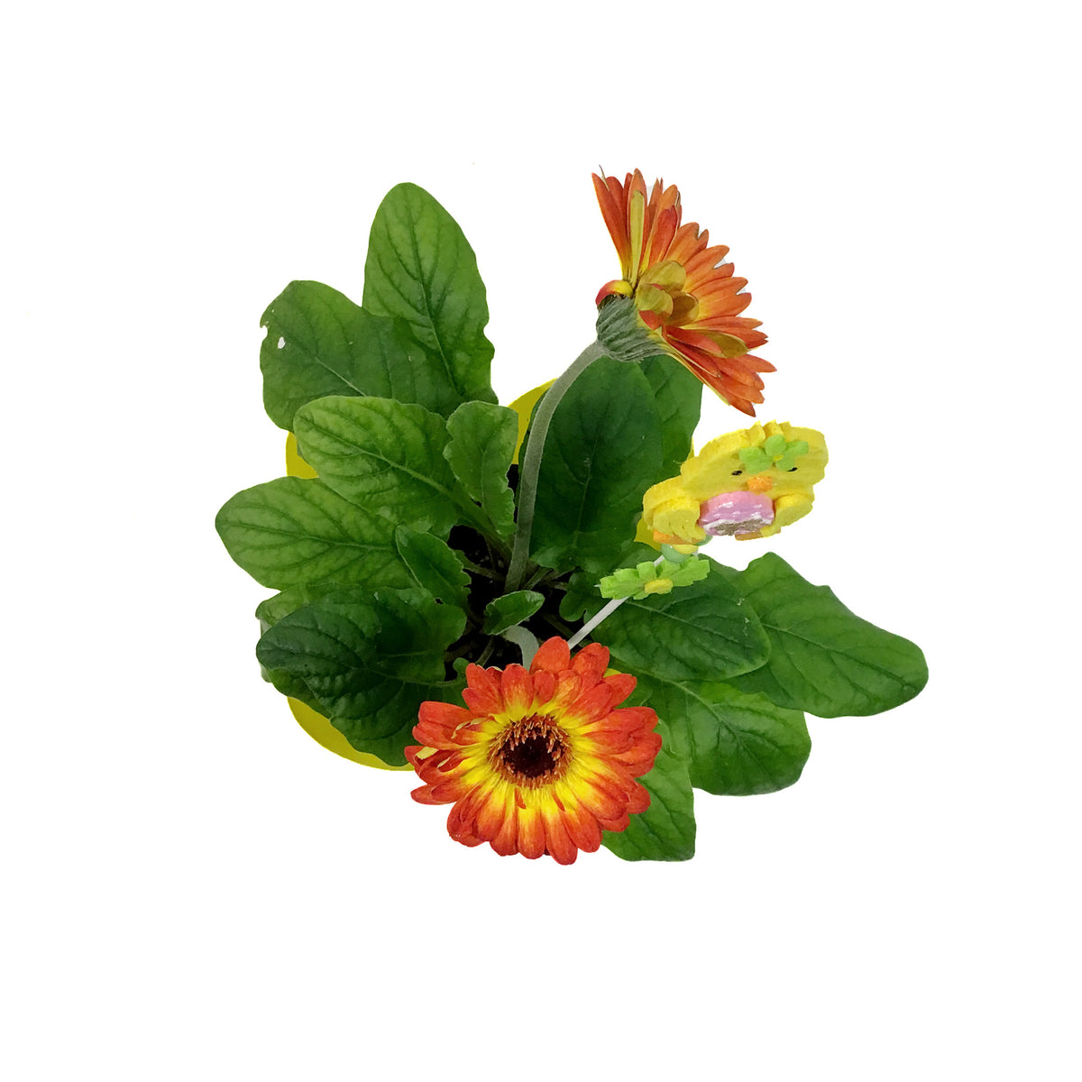 Gerbera, 4in, Bicolor Orange & Yellow, Easter Pick