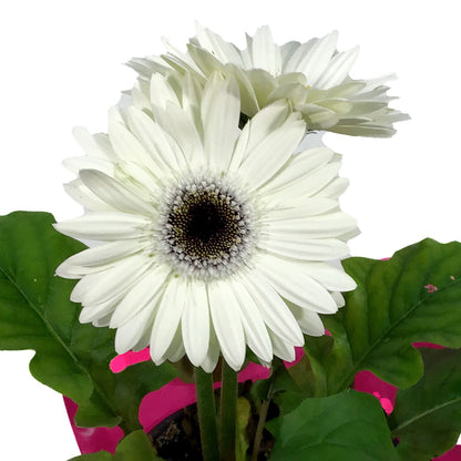 Gerbera, 4in, White & Dark Eye w/ Easter Pick