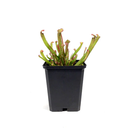 Sarracenia, 3.5in, Farnhamii