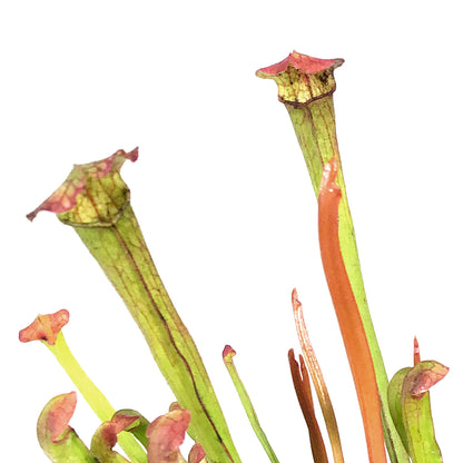 Sarracenia, 3.5in, Farnhamii