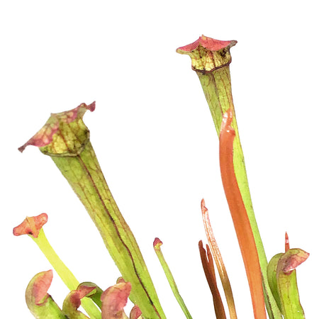 Sarracenia, 3.5in, Farnhamii