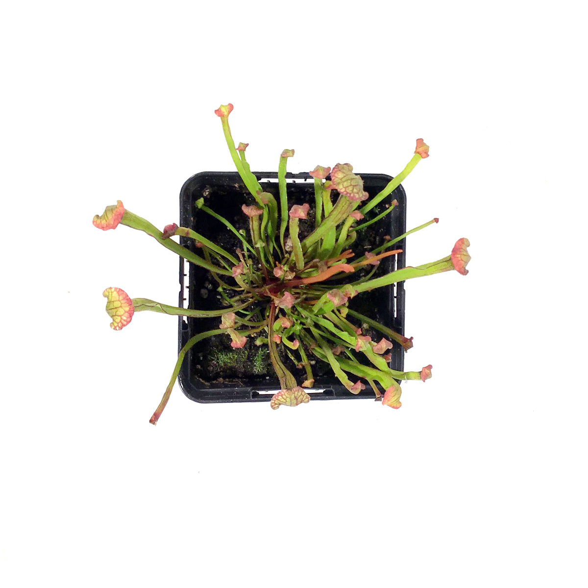 Sarracenia, 3.5in, Farnhamii