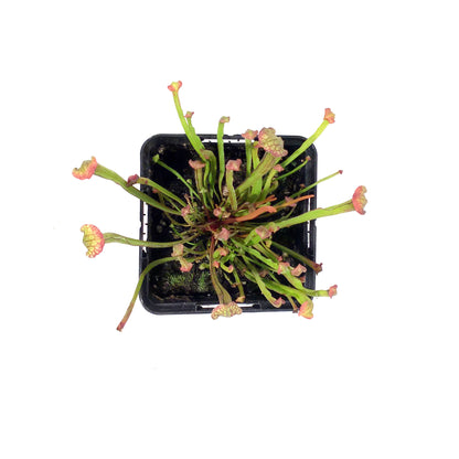 Sarracenia, 3.5in, Farnhamii
