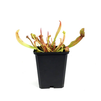 Sarracenia, 3.5in, Maroon