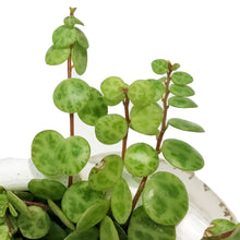 Load image into Gallery viewer, String of Turtles, 4.5in HB, Peperomia Prostrata
