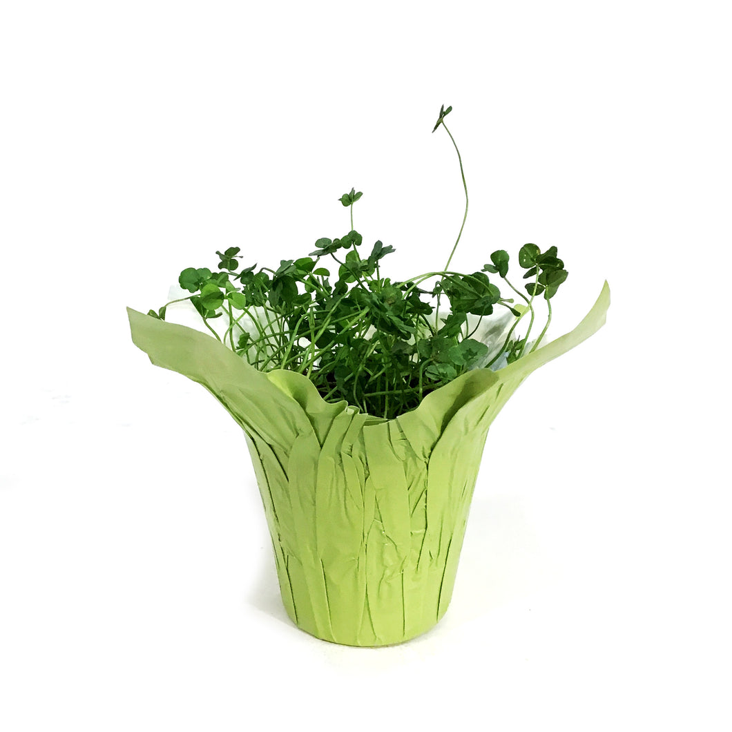 Trifolium 4 Luck® Green Glow
