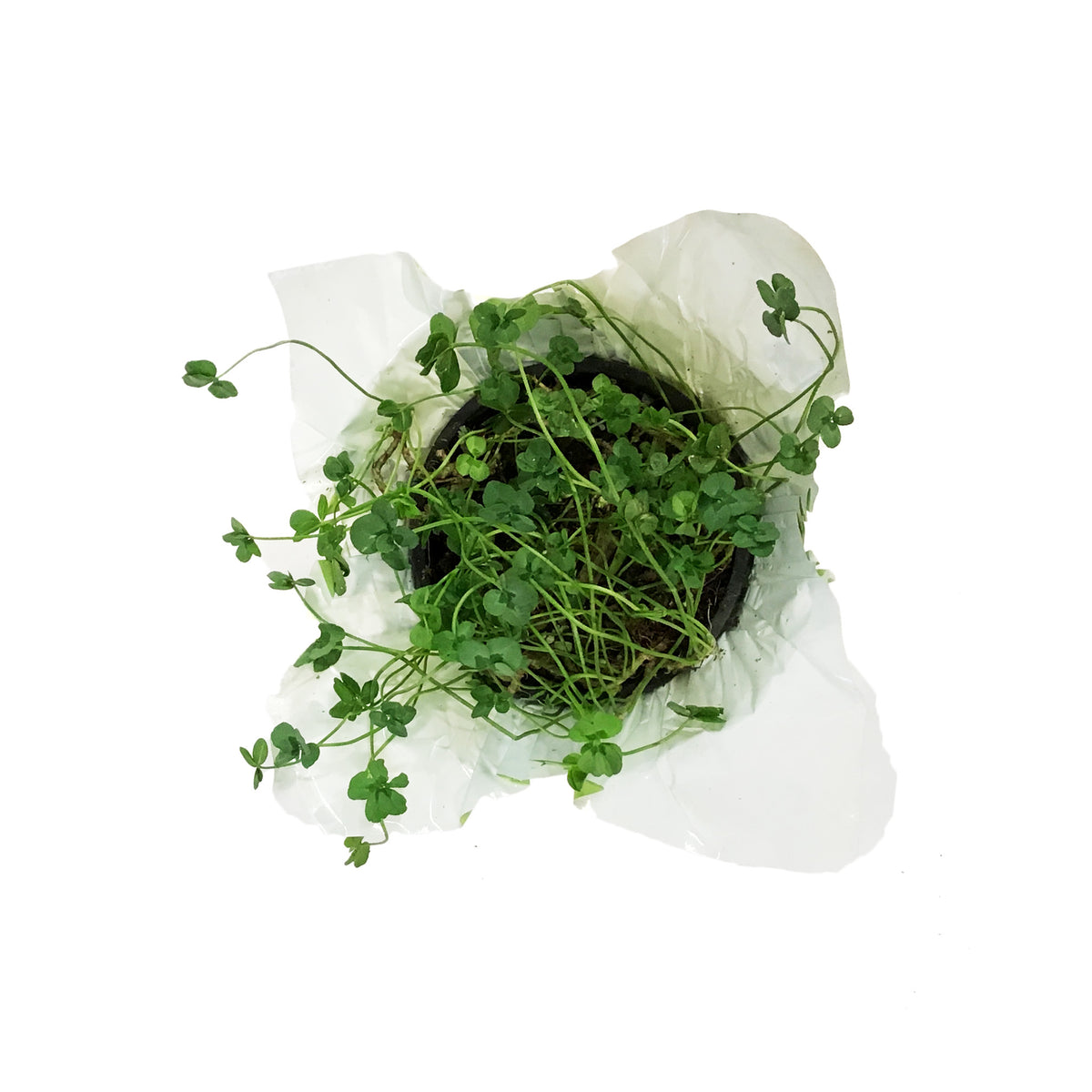Trifolium 4 Luck® Green Glow