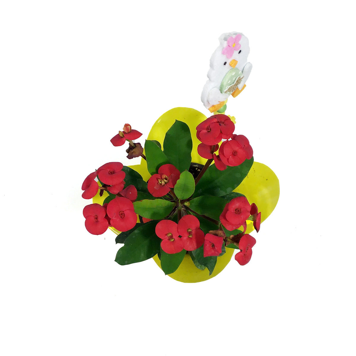 Euphorbia, 4in, Maxi Vulkanus w/ Easter Pick
