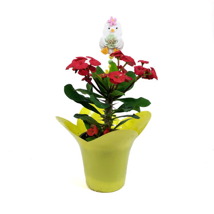 Euphorbia, 4in, Maxi Vulkanus w/ Easter Pick