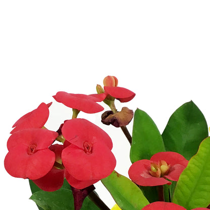 Euphorbia, 4in, Maxi Vulkanus w/ Easter Pick