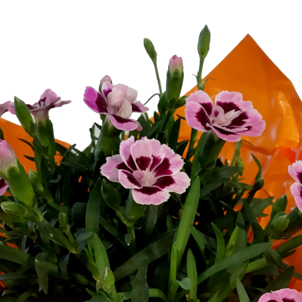 Dianthus, 4in, Pink Kisses w/ Pot Cover