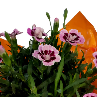 Dianthus, 4in, Pink Kisses w/ Pot Cover