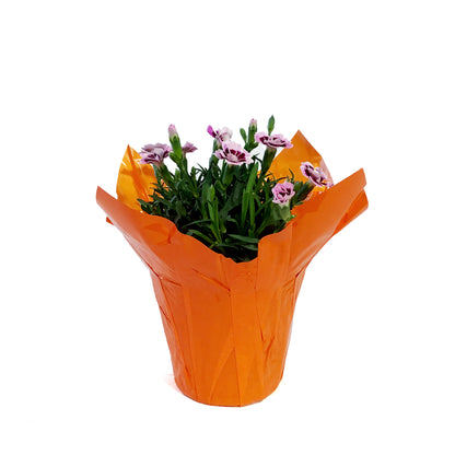 Dianthus, 4in, Pink Kisses w/ Pot Cover