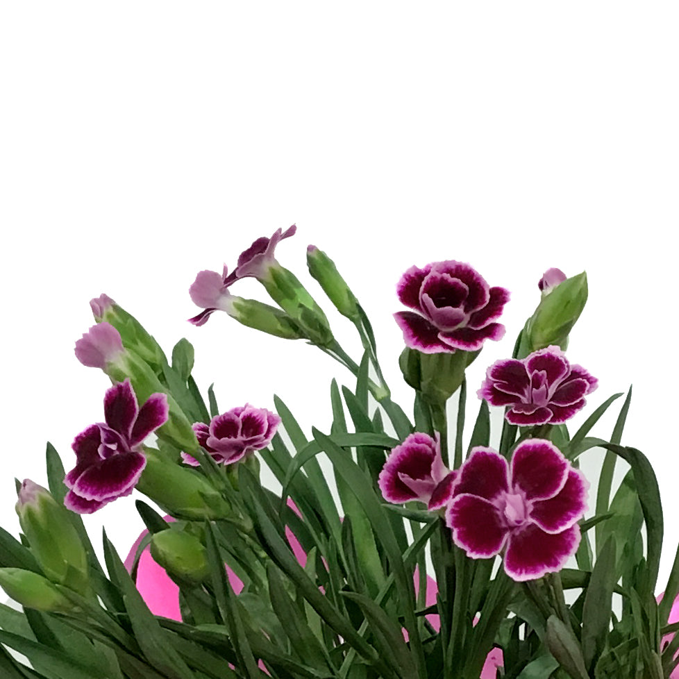 Dianthus, 4in, Palm Peach w/ Easter Pick