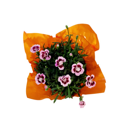 Dianthus, 4in, Pink Kisses w/ Pot Cover