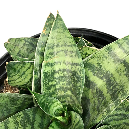 Sansevieria, 8in, Hahnii Gilt