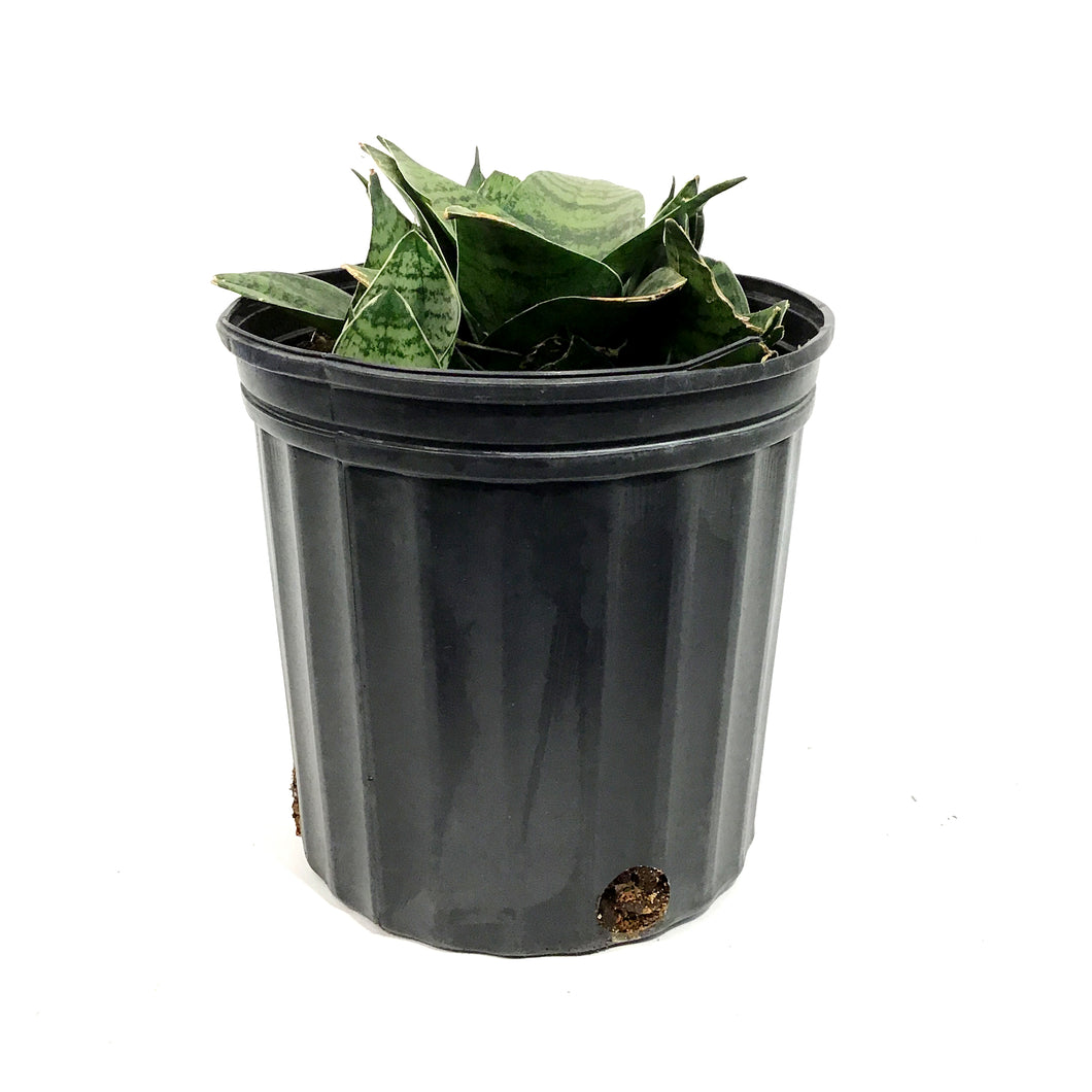 Sansevieria, 8in, Hahnii Gilt