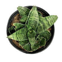 Load image into Gallery viewer, Sansevieria, 8in, Hahnii Gilt
