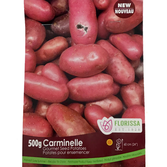 Seed Potato - Gourmet Carminelle, VN, 500g Bag