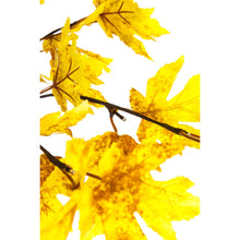 Load image into Gallery viewer, Lighted In/Outdoor Golden Sugar Maple Tree, 6ft
