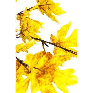 Lighted In/Outdoor Golden Sugar Maple Tree, 6ft