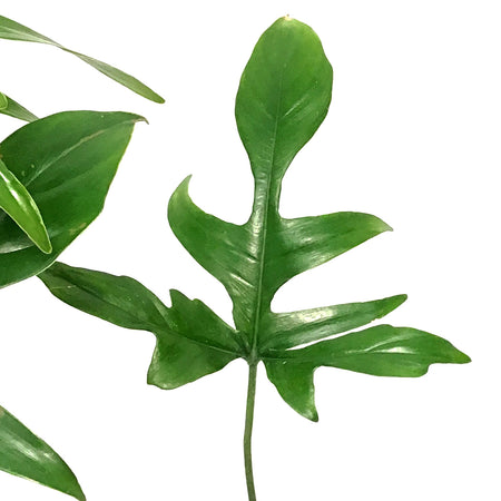 Philodendron, 6in, Glad Hands