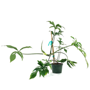 philodendron glad hands mature Philodendron, 6in, Glad Hands – Floral Acres Greenhouse & Garden Centre