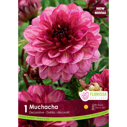 Dahlia, Decorative - Muchacha Bulbs, 1pk