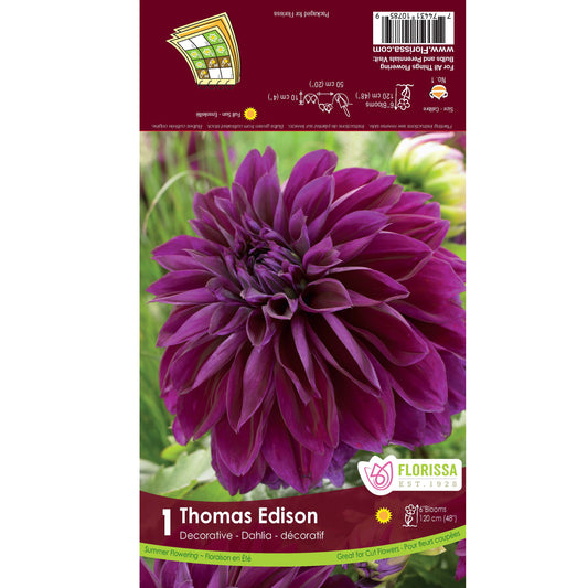 Dahlia, Decorative - Thomas Edison Bulbs, 1pk