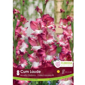 Gladiolus, Novelty - Cum Laude Bulbs, 8 Pack