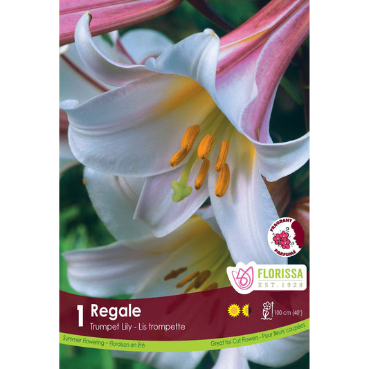 Lily, Trumpet - Regale Bulb, 1 Pack