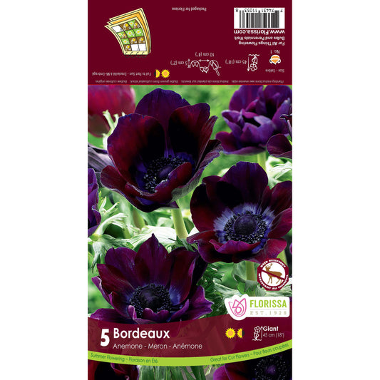 Anemone - De Caen Bordeaux Bulbs, 5 Pack