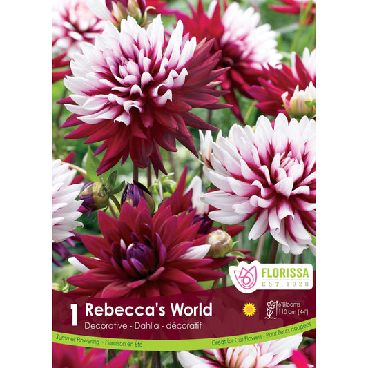 Dahlia, Decorative - Rebecca's World Bulb, 1pk