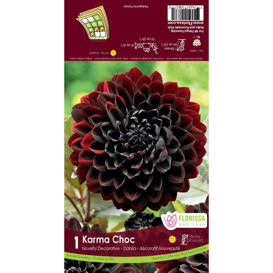 Dahlia, Decorative - Karma Chocolate Bulbs, 1pk