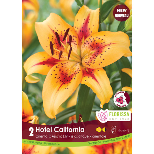 Lily, Otl x Asiatic - Hotel California Bulbs, 2 Pk
