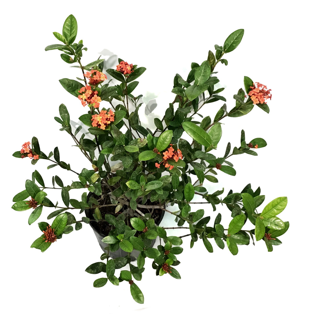 Ixora, 10in, Maui Red