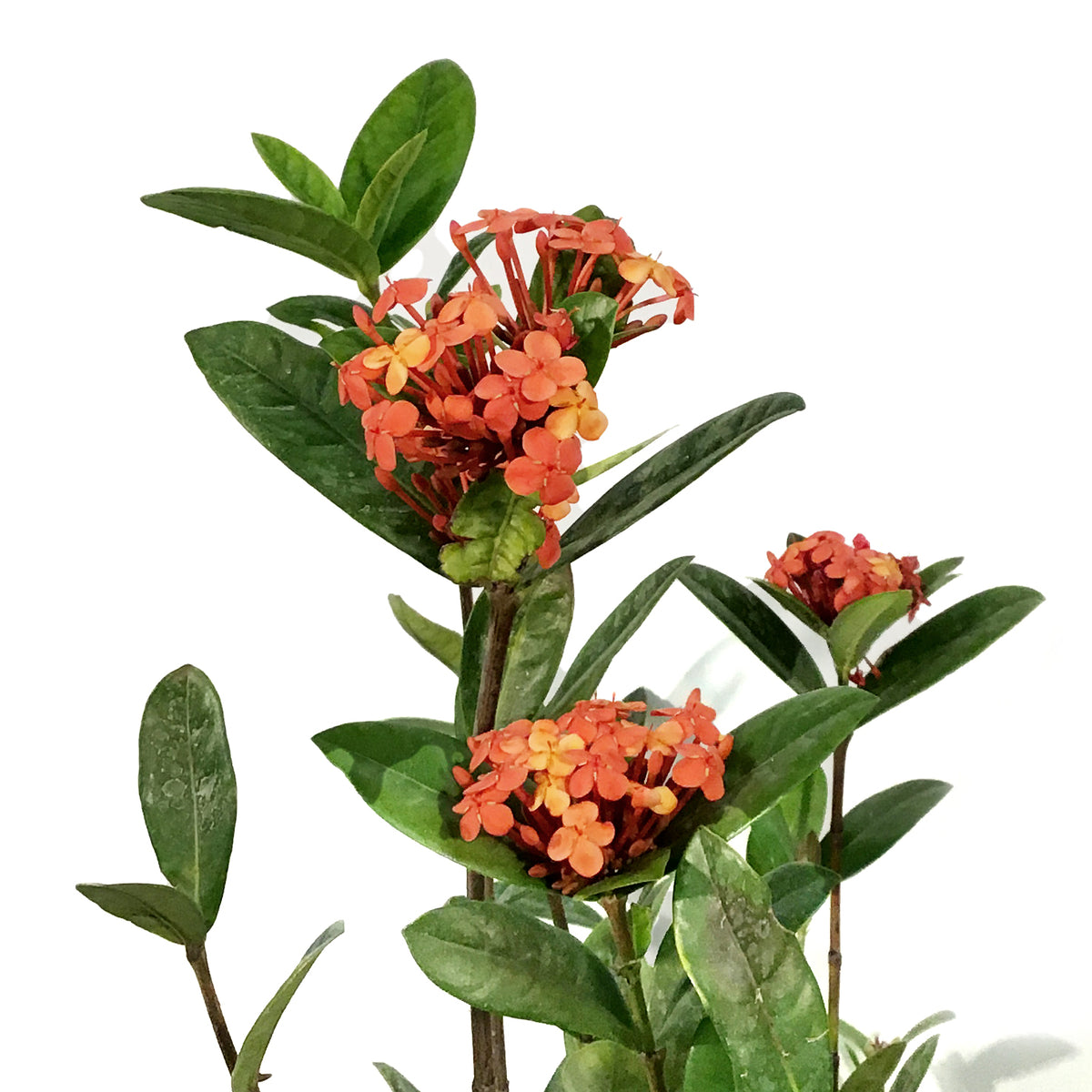 Ixora, 10in, Maui Red