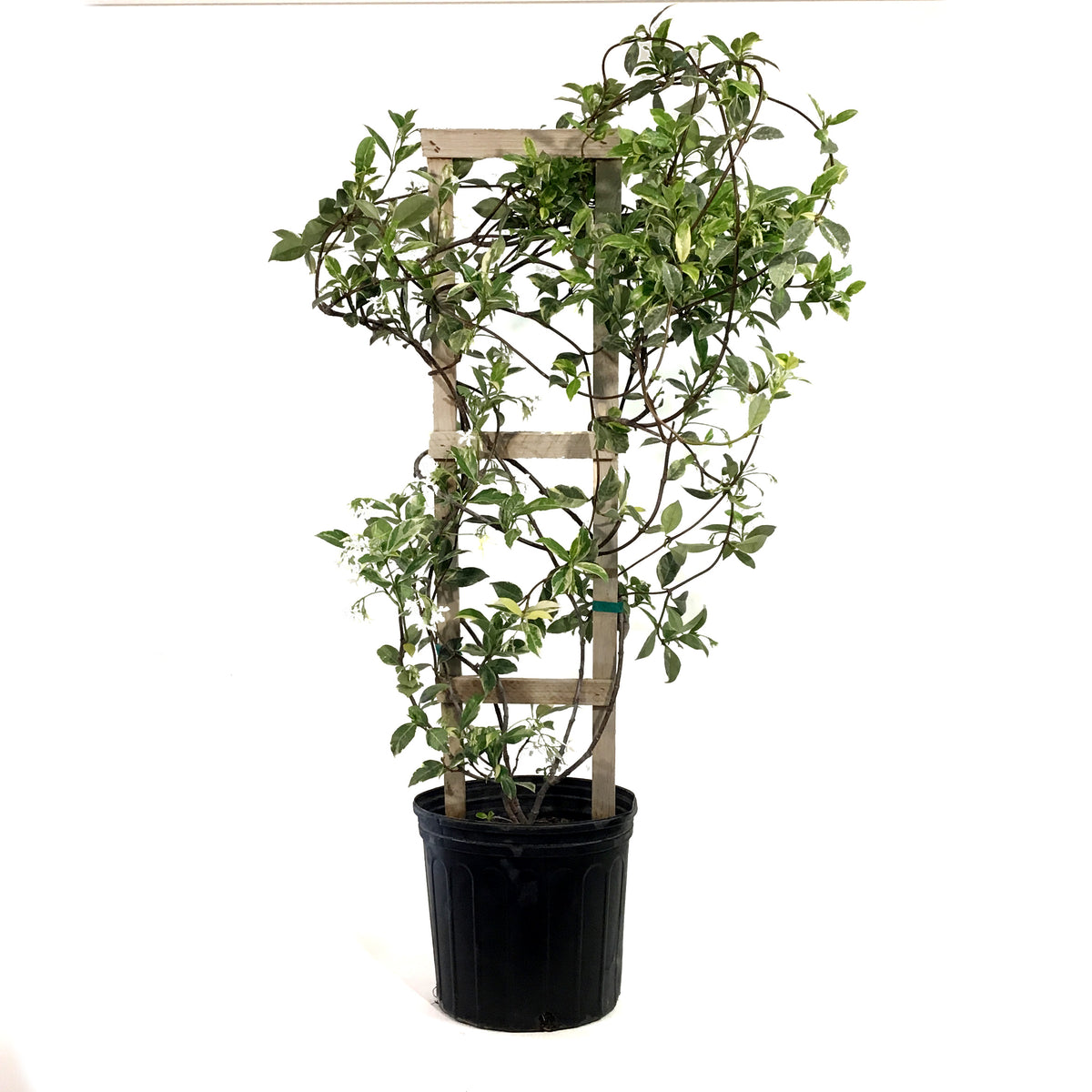 Jasmine, 10in, Confederate Variegated, on Trellis