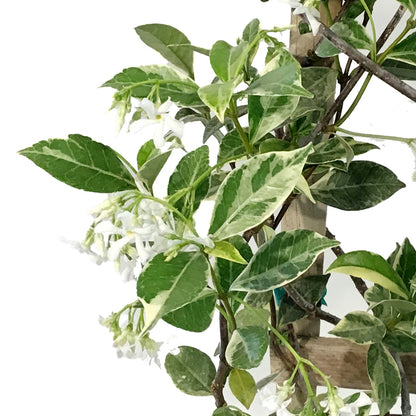 Jasmine, 10in, Confederate Variegated, on Trellis