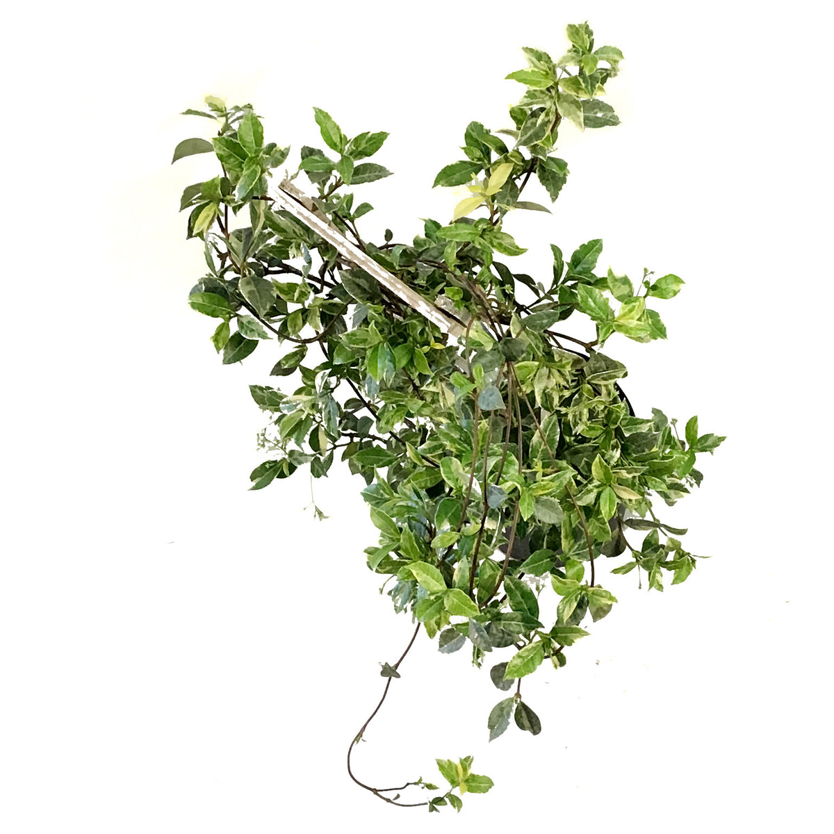 Jasmine, 10in, Confederate Variegated, on Trellis