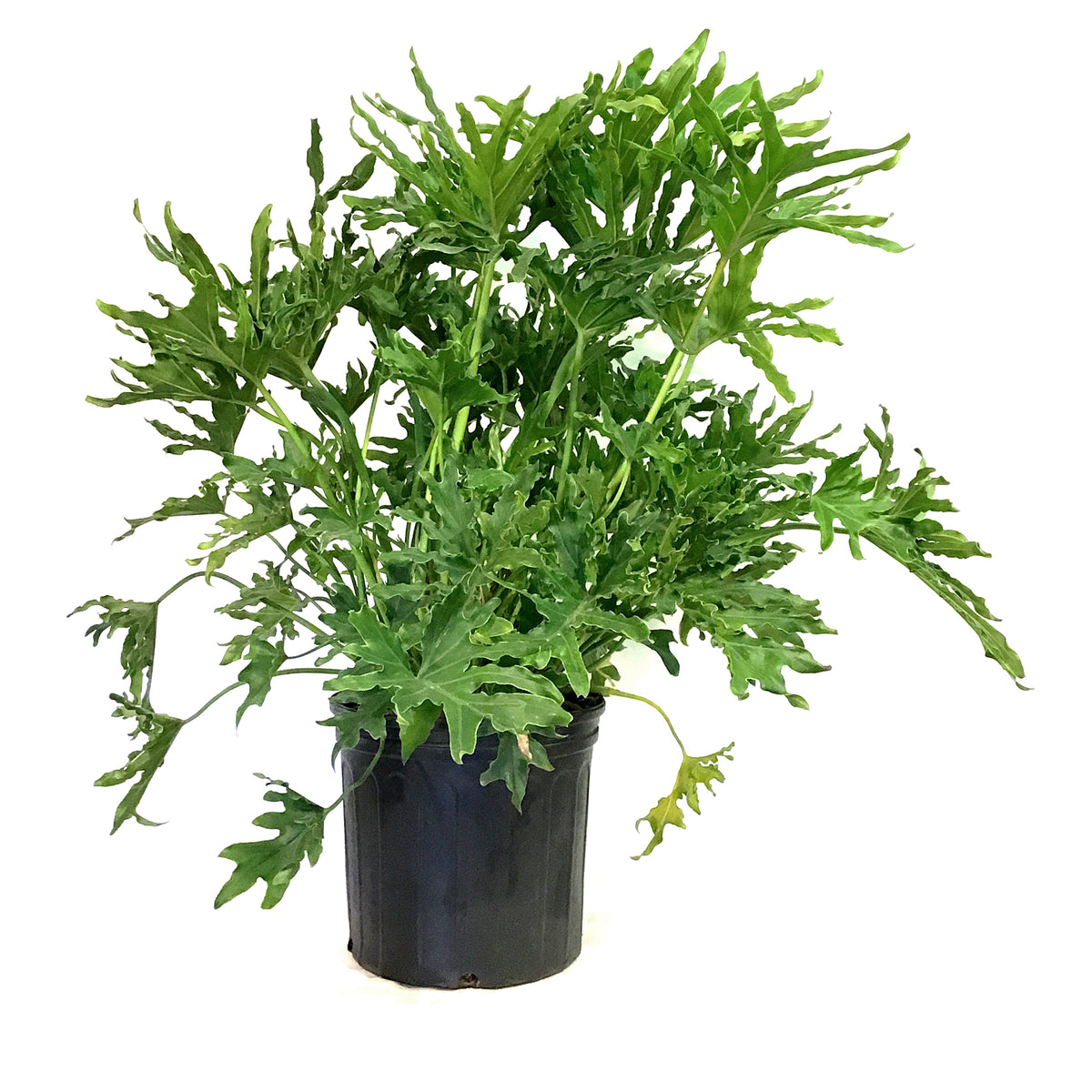 Philodendron, 10in, Lickety Split